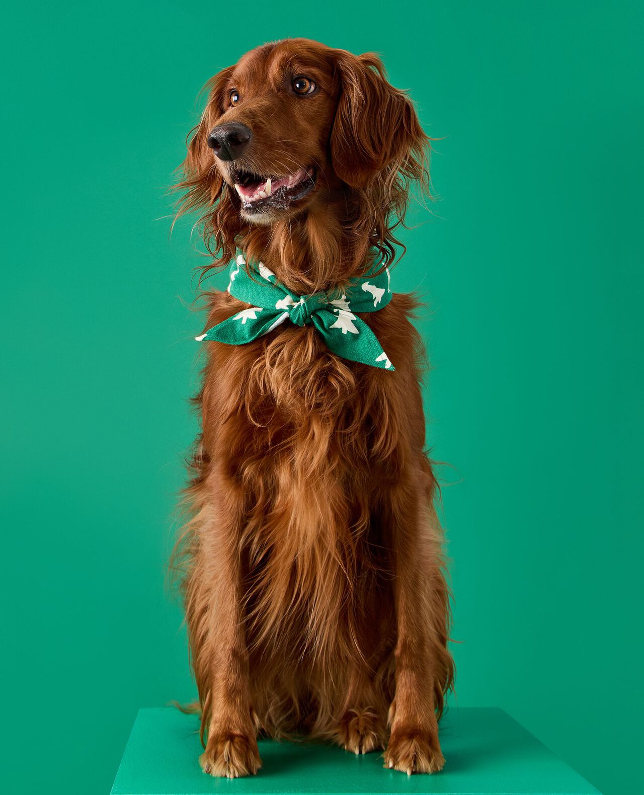 Holiday Flannel Dog Bandana - Image 3